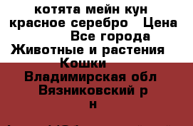 котята мейн кун, красное серебро › Цена ­ 30 - Все города Животные и растения » Кошки   . Владимирская обл.,Вязниковский р-н